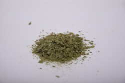 Czosnek niedźwiedzi