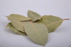 Liść laurowy