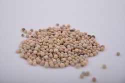 Pieprz biały ziarno